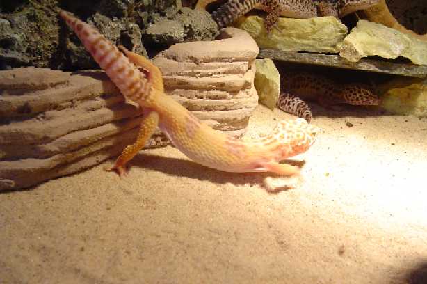 My albino gecko