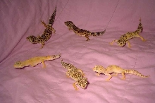 familie pic