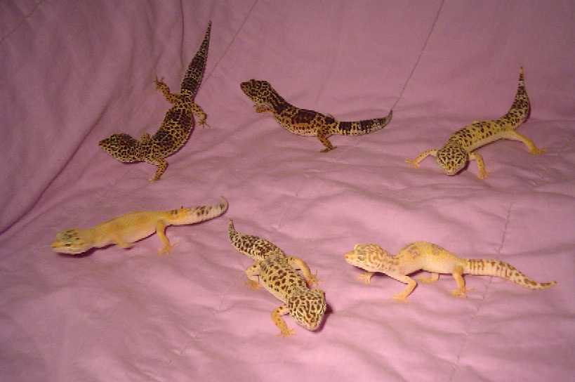 familie pic