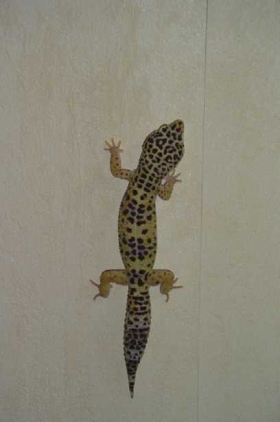 my male