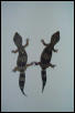 melanistic
