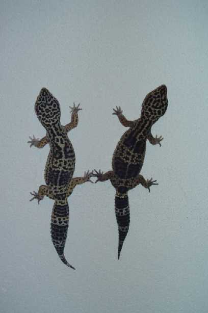 melanistic