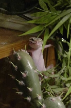 Just hangin'around