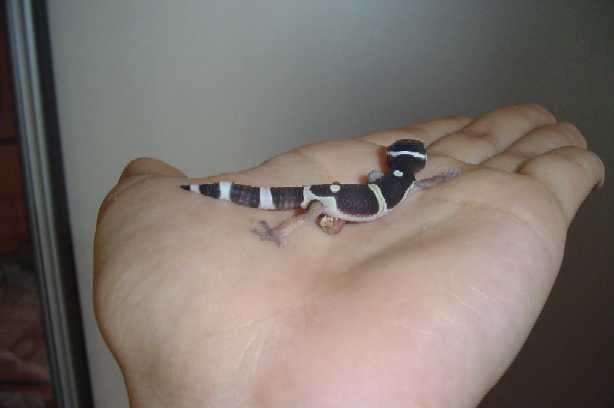 menalistic hatchling (ivo)