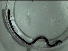 Unknown Baby Snake