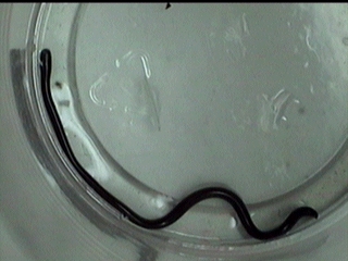 Unknown Baby Snake