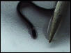 Baby snake closeup