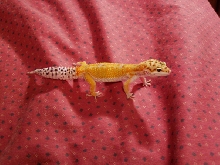 Lenny