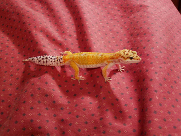 Lenny