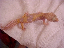 Zoey