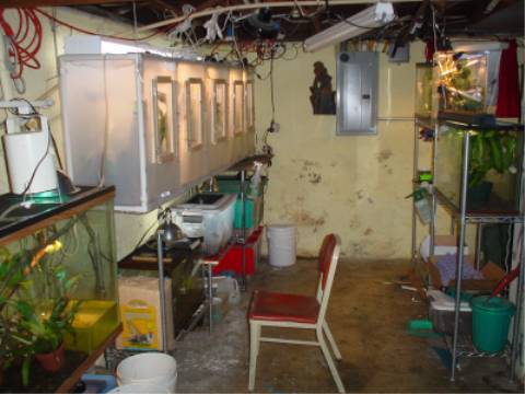 My Basement