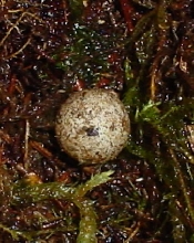 Uroplatus Ebanaui egg