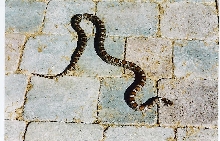 Mass. Eastern Milk Snake