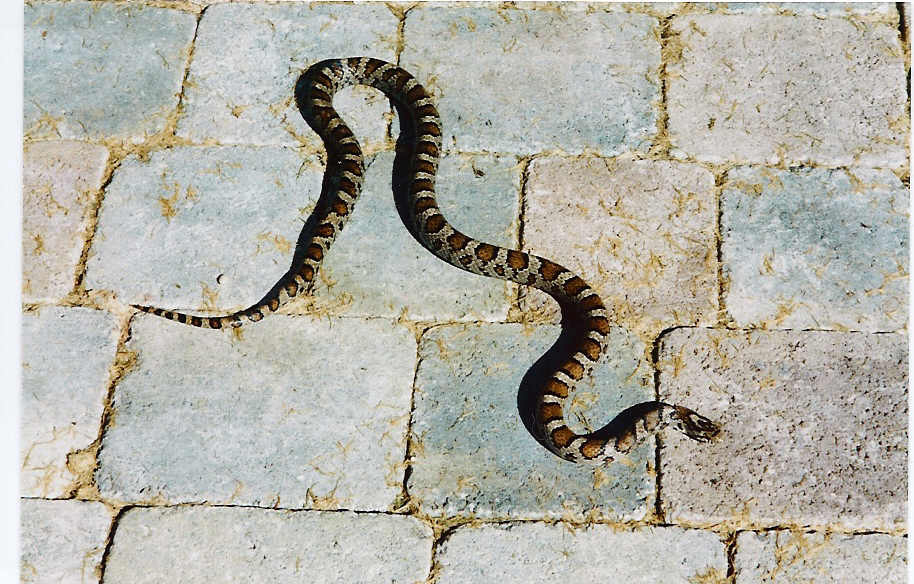 Mass. Eastern Milk Snake