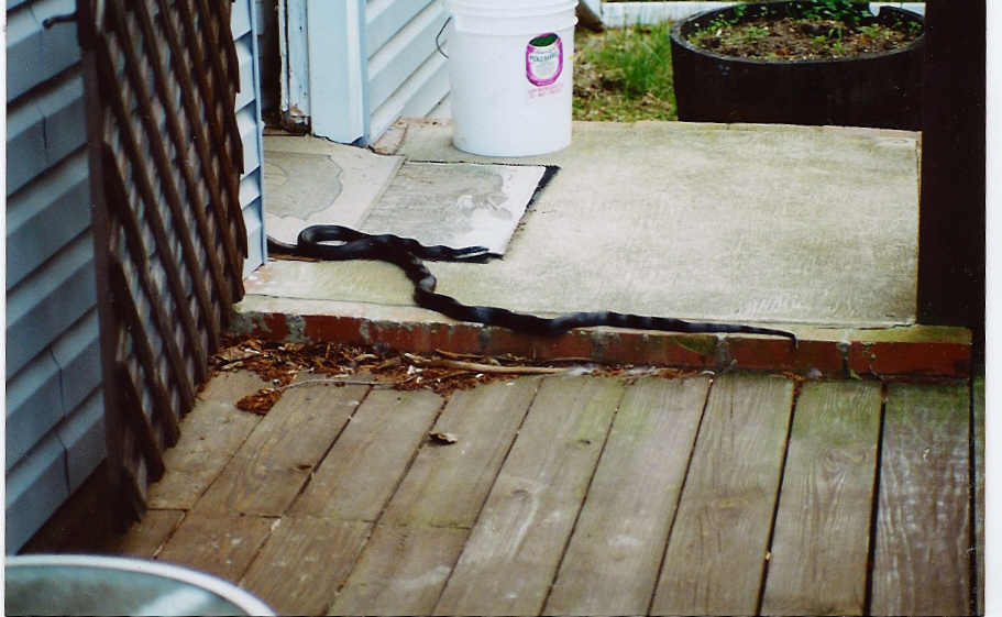 Black Rat