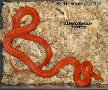 Amel Stripe Female 01