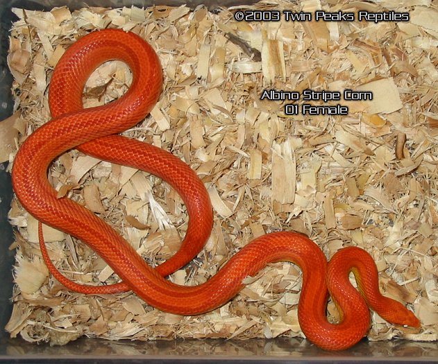 Amel Stripe Female 01