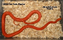 Amel Striped Corn-Male 01