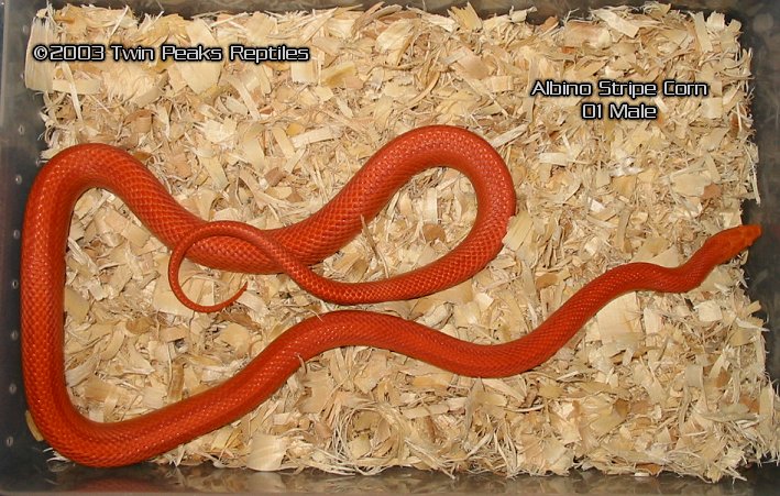 Amel Striped Corn-Male 01
