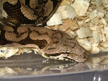Dumerils Boa  Male