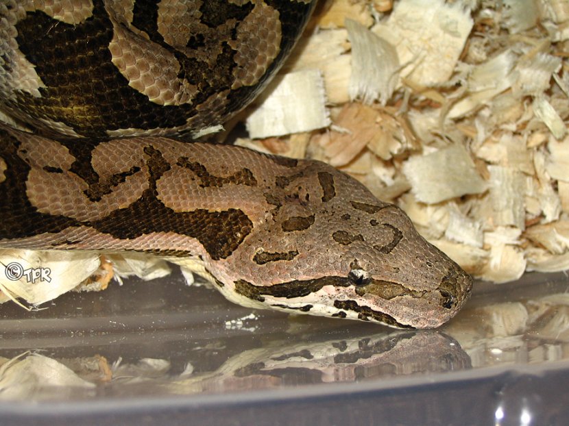 Dumerils Boa  Male