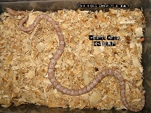Ghost Corn-male 01