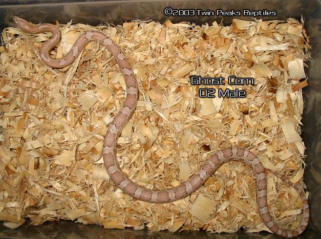 Ghost Corn-male 01