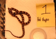Het. Hypo 1