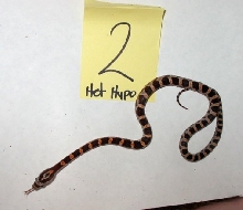 Het. Hypo 2