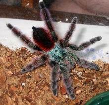 A. Versicolor