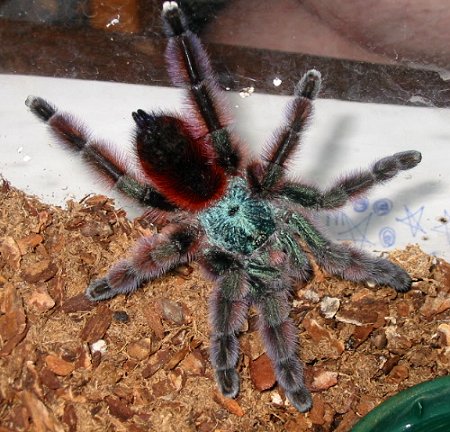 A. Versicolor