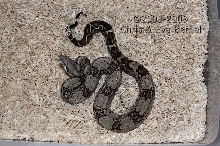 '08 Poss Het Sharp Albino Boa- Male