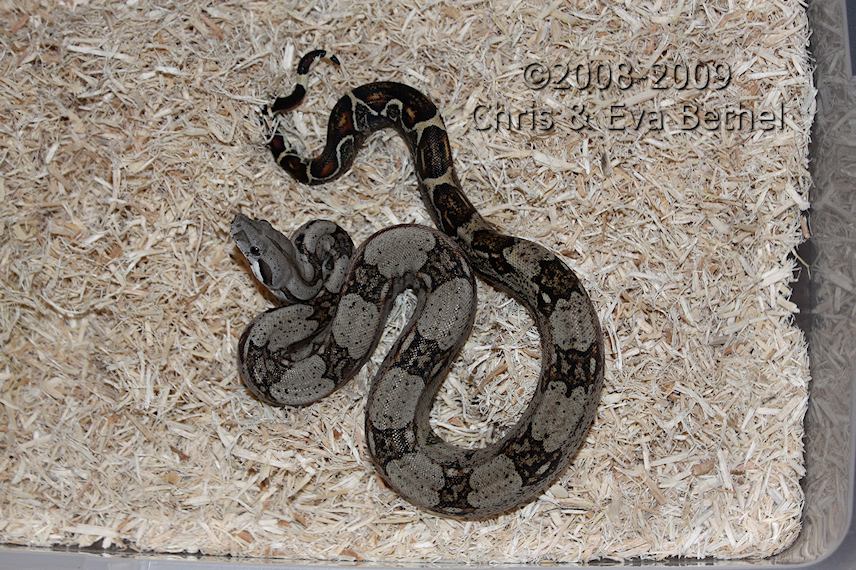 '08 Poss Het Sharp Albino Boa- Male