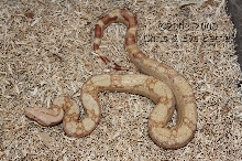 '08 Sharp Albino Boa- Female