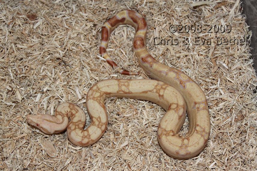'08 Sharp Albino Boa- Female