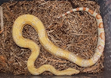 '06 Sharp Albino Boa- Male