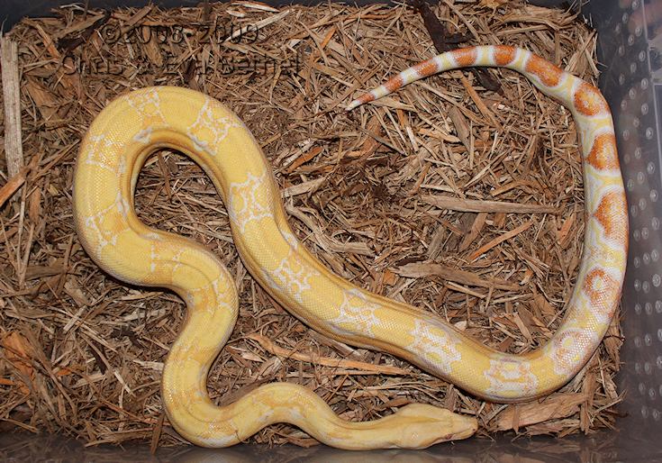 '06 Sharp Albino Boa- Male