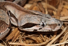 '08 DH Ghost Boa- Female