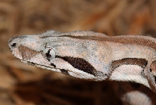 '08 DH Ghost Boa- Female