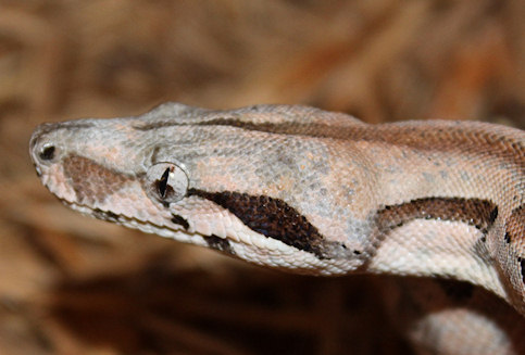 '08 DH Ghost Boa- Female