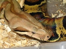 Boa het Sharp Albino   Female