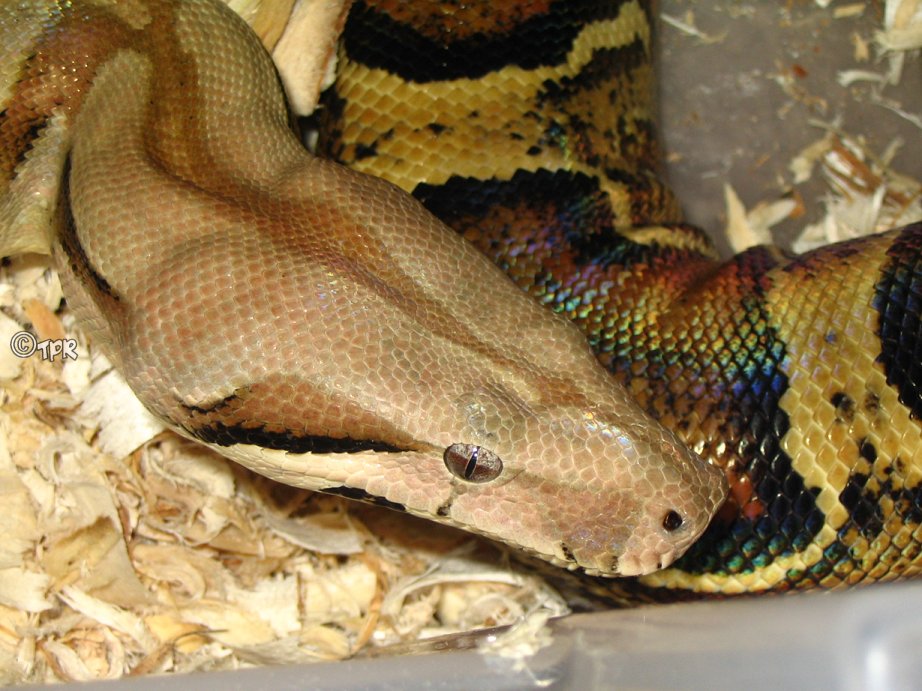Boa het Sharp Albino   Female