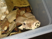 Boa het Sharp Albino female 2