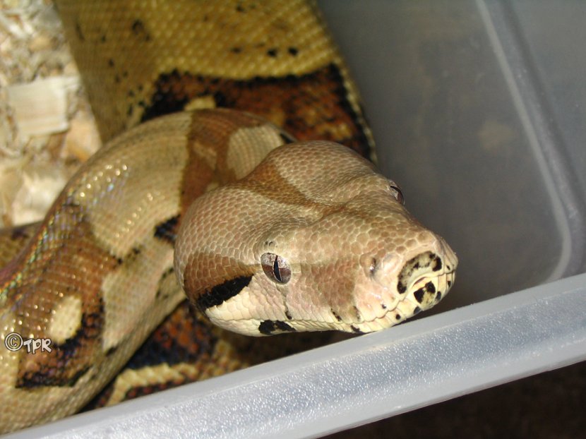 Boa het Sharp Albino female 2