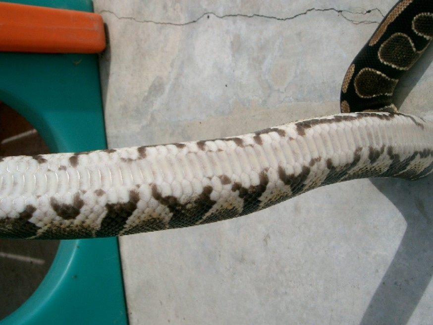 DBP02