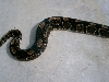 DBP03