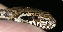 Detailed Head shot