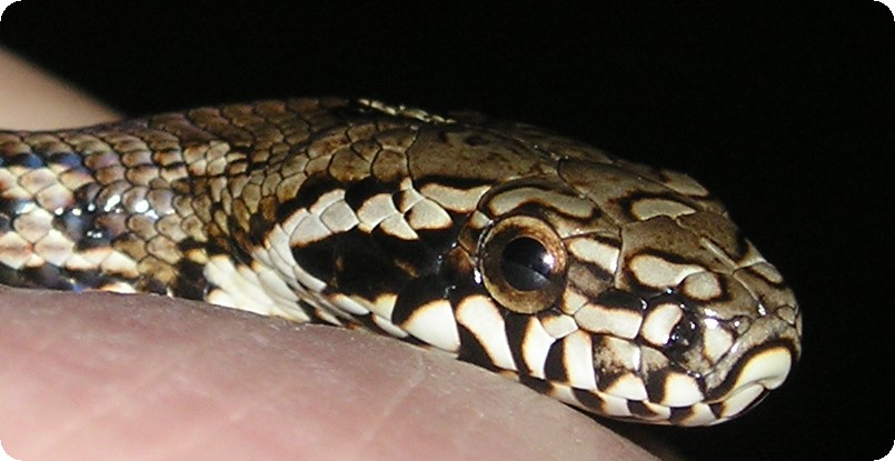 Detailed Head shot