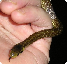 '04 Male Aesculapian "Ningishzida"