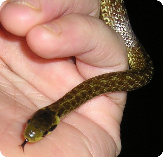 '04 Male Aesculapian "Ningishzida"